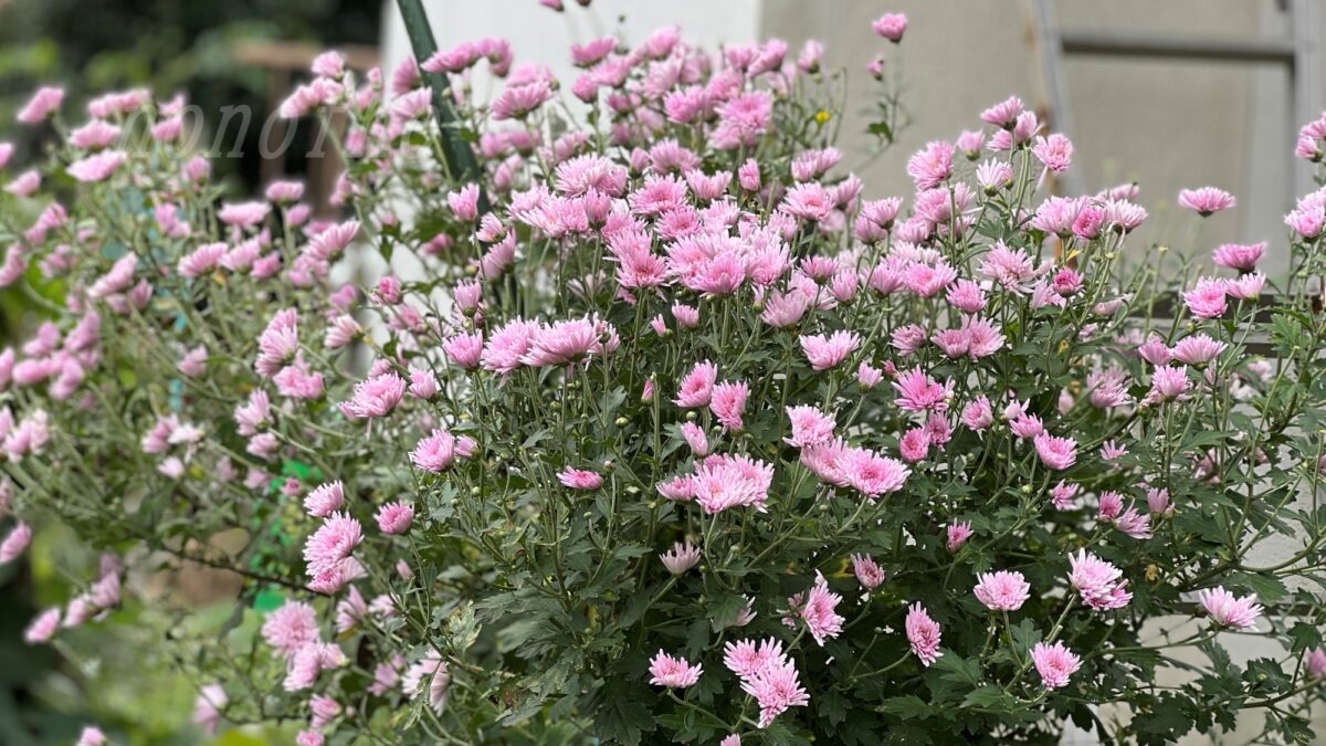 【食用菊】もってのほかが今年もたくさん咲いてくれた