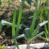 【ネギ】一度植えると永遠に収穫できる謎の野菜