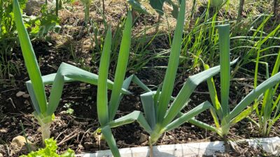 【ネギ】一度植えると永遠に収穫できる謎の野菜