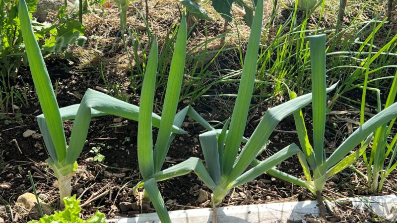 【ネギ】一度植えると永遠に収穫できる謎の野菜