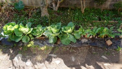 【重要】家庭菜園では日照の良し悪しで作る野菜を決めるべし