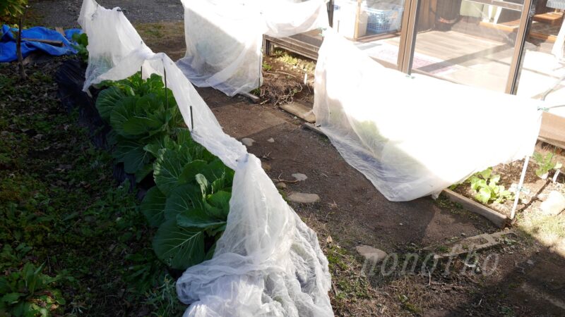 【春キャベツ】どこに植えるか？日照が多い場所を確認する