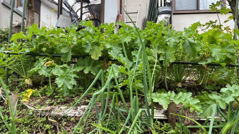 【宮重総太り大根収穫開始】今年はもう大根を買わなくて済みそうだ