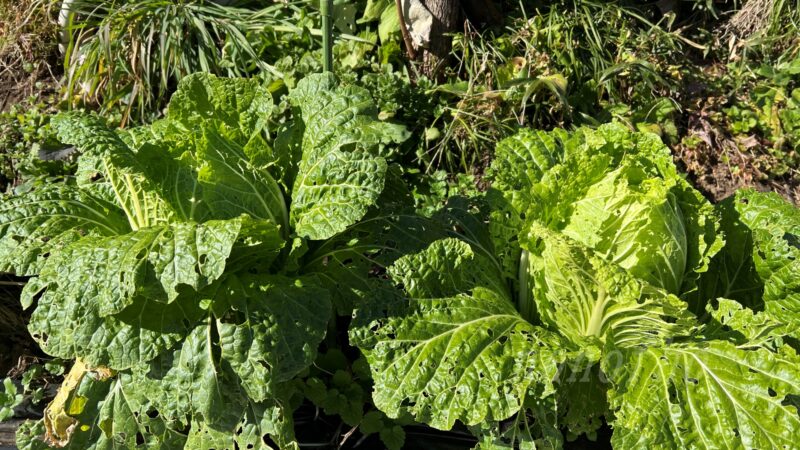 【白菜の越冬】本格的な冬を迎え 葉を麻ひもで縛ります