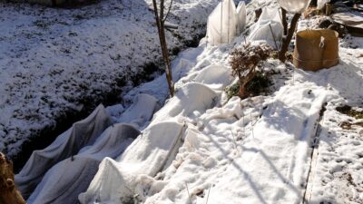 【地球温暖化】ジャガイモの種まきは２月にしないとうまくいかない？