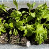 【レタス定植 2.25】古い種は発芽が悪いのでその都度購入すべし